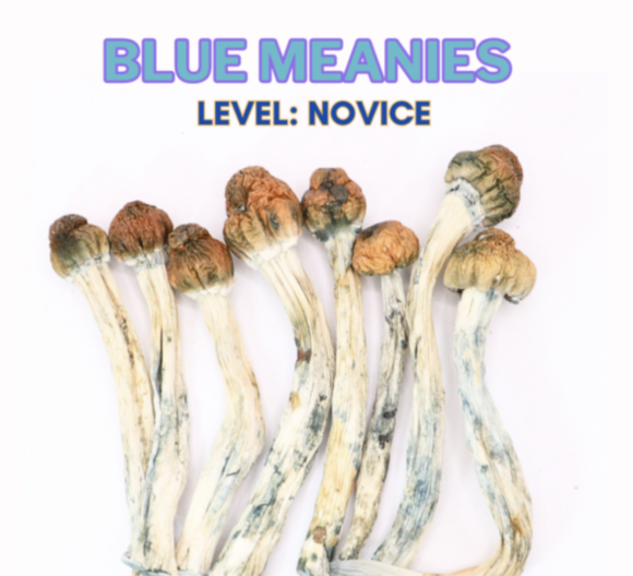 Blue Meanies Magic Mushroom Strain